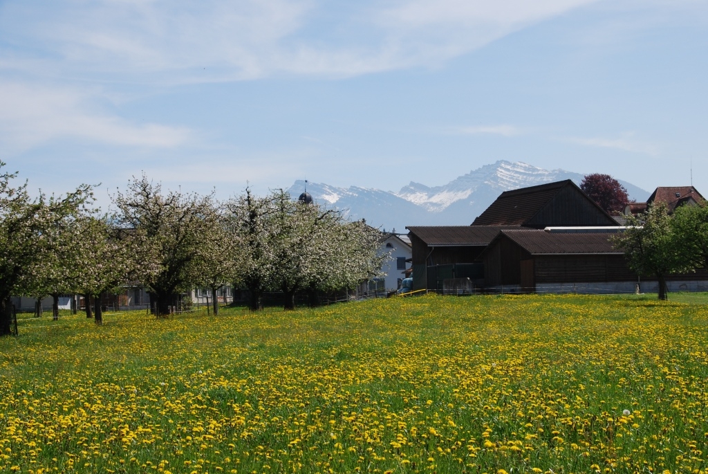 Stall und Wiese